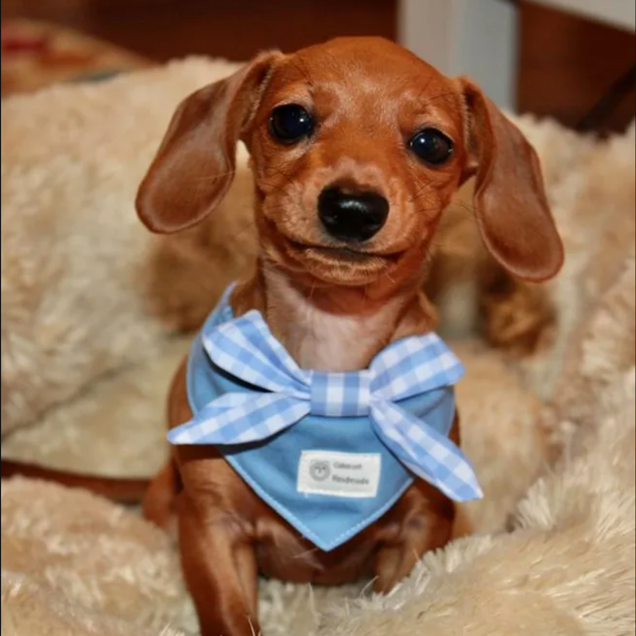 Little Darling Dog Bandana
